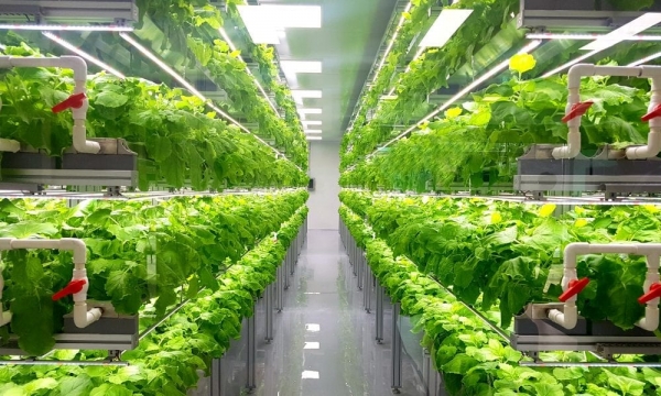 EKFC &amp; Crop One Vertical Farming - Dubai